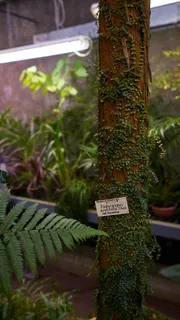 植物，常春藤，蕨类植物，花瓶，陶器，罐子，盆栽植物，花盆