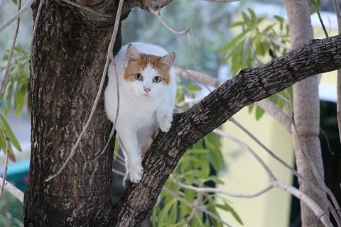 猫,树,眼睛,看,动物,宠物,攀爬,植物 猫,树,眼睛,看,动物,宠物,攀爬,植物