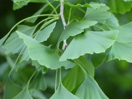 银杏, 叶子, 银杏树, 银杏叶, 植物, 叶, 自然, 绿色 银杏, 叶子, 银杏树, 银杏叶, 植物, 叶, 自然, 绿色