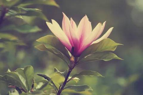 花,植物,自然,instagram,心情,开花植物,自然之美,新鲜 花,植物,自然,instagram,心情,开花植物,自然之美,新鲜