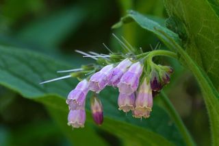 紫草是原产于欧洲的多年生草本植物。这种植物长到大约2-3½英尺高，有美丽的钟形花朵和大叶。紫草通常在整个夏天开花，第一朵花在4月底或5月初开放。花有蓝色、粉色、紫色或白色。紫草内部使用不安全。然而，由于植物中含有尿囊素化合物，紫草常被用于护肤制剂中。紫草的名字也叫紫草�针刀，�� �滑根，�� �青蒿，�� 和�黑蒿。��
