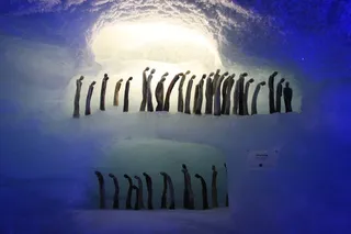 雕塑，雕塑，雕塑，雪，冬天，冰，冰冻，结冰