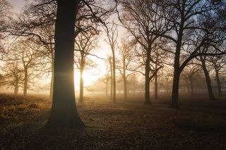 英国，里士满，里士满公园，秋天，阳光，光，雾，雾