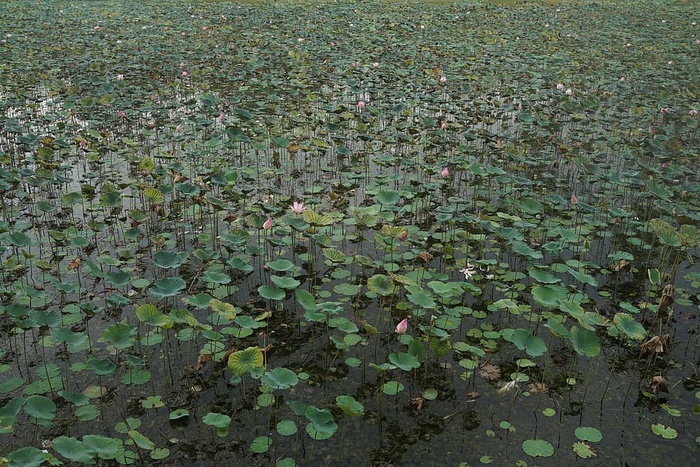 莲花、池塘、水、自然、绿色、湖泊、植物、水生植物