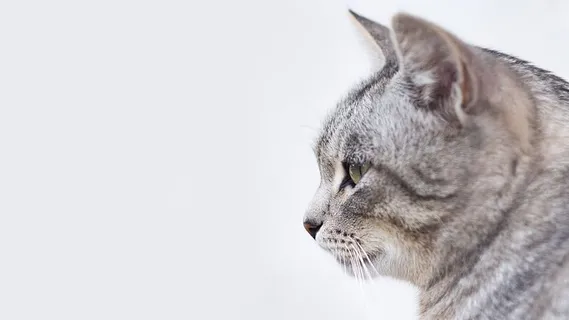 猫,动物,小猫,可爱,眼睛,胡须,宠物,一只动物 猫,动物,小猫,可爱,眼睛,胡须,宠物,一只动物