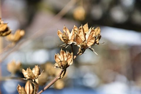 自然，植物，叶，花，脆弱性，脆弱性，开花植物，特写