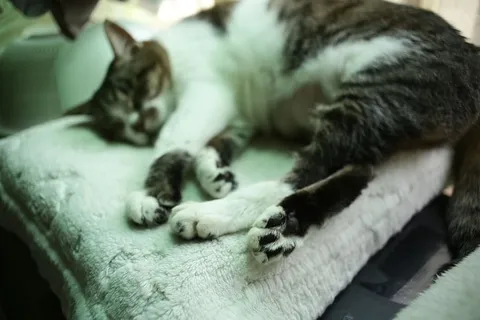 动物，宠物，猫，哺乳动物，睡眠，睡眠，毯子，manx