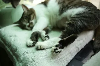 动物，宠物，猫，哺乳动物，睡眠，睡眠，毯子，manx