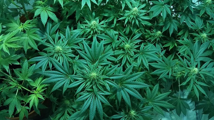 大麻植物，大麻，大麻，医用大麻，杂草，水培，叶，植物部分