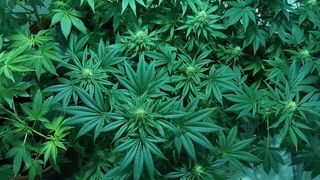 大麻植物，大麻，大麻，医用大麻，杂草，水培，叶，植物部分