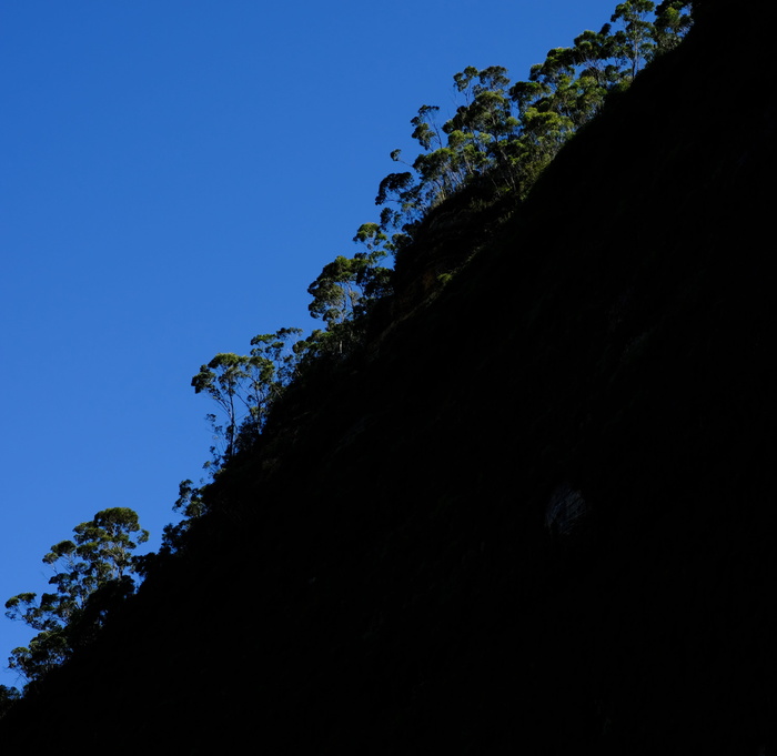 树木，桉树林，桉树，桉树，桉树，blaugummibaeume，天空，晴朗的天空