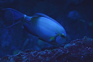 清除, 计算机, 抽象, 技术, 议案, 多彩, 艺术, 天空