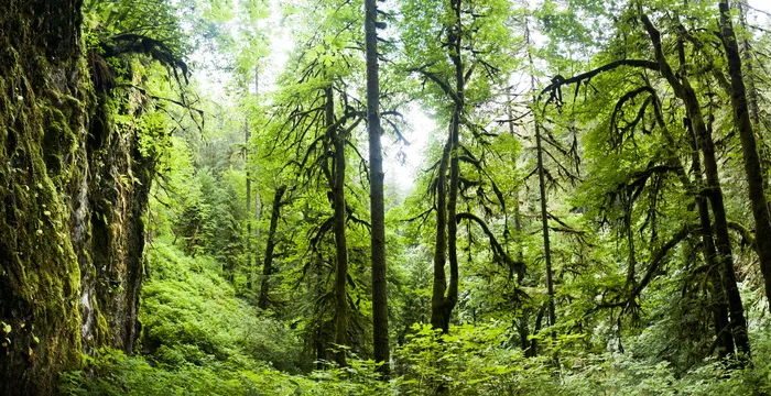 美国，银色瀑布，绿色，潮湿，平静，和平，自然，平静