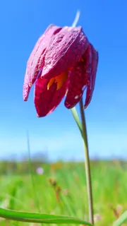 方格, spessart, 关闭, 区域特异性, 植物, 自然之美, 增长, 开花植物