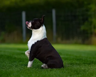 选择性,聚焦照片,黑色,白色,美国比特斗牛犬,草地,波士顿梗,狗 选择性,聚焦照片,黑色,白色,美国比特斗牛犬,草地,波士顿梗,狗
