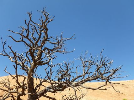 沙漠,干旱,干旱,自然,沙子,树木,枯萎,天空 沙漠,干旱,干旱,自然,沙子,树木,枯萎,天空