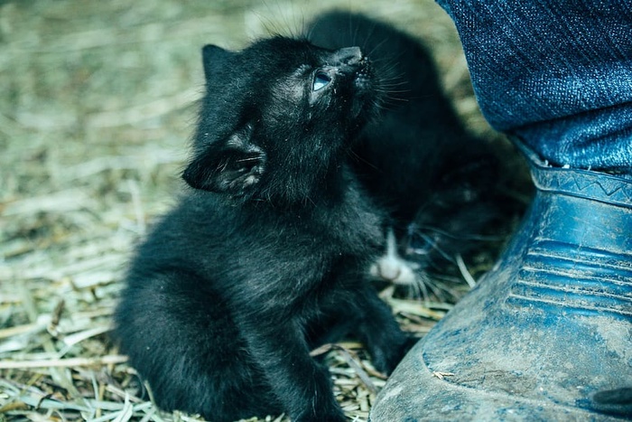 猫，小猫，小猫，动物，动物主义者，黑猫，猫，哺乳动物