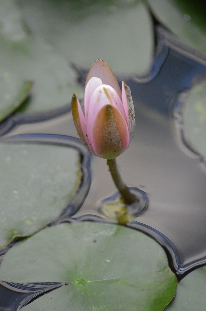 睡莲，水，花，芽，粉色，白色，自然，植物