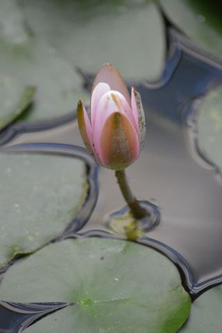 睡莲，水，花，芽，粉色，白色，自然，植物
