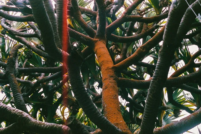 南非、开普敦、卡尔克湾、网络、树木、电影摄影、flare、橙色