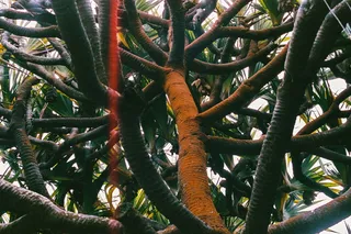 南非、开普敦、卡尔克湾、网络、树木、电影摄影、flare、橙色