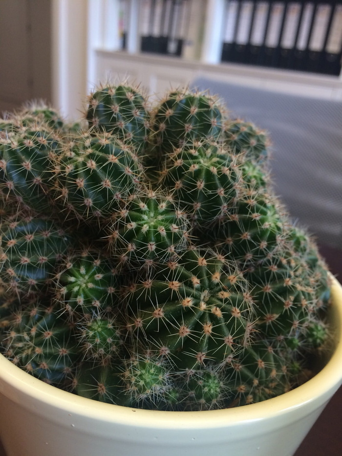 仙人掌，韧性，绿色仙人掌，肉质植物，刺，盆栽植物，生长，带刺