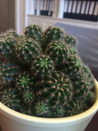 仙人掌，韧性，绿色仙人掌，肉质植物，刺，盆栽植物，生长，带刺