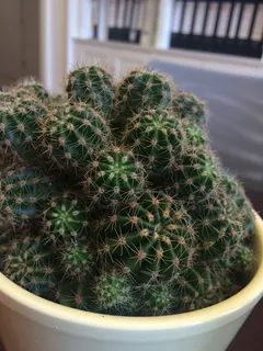 仙人掌,韧性,绿色仙人掌,肉质植物,刺,盆栽植物,生长,带刺 仙人掌,韧性,绿色仙人掌,肉质植物,刺,盆栽植物,生长,带刺