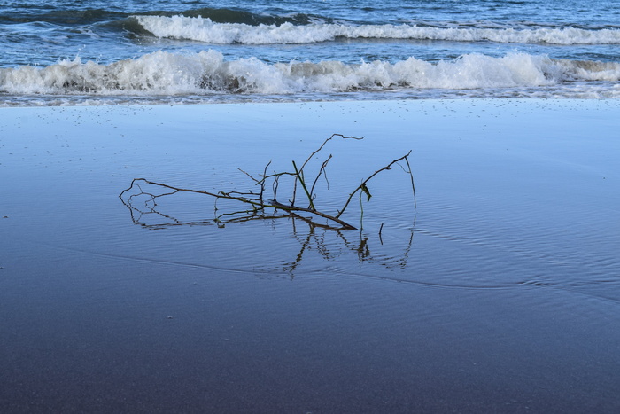 海，自然对立，海中之枝，北海，水，自然之美，宁静，宁静的景色