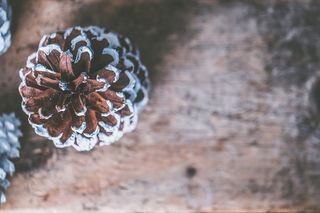 棕色和灰色蘑菇