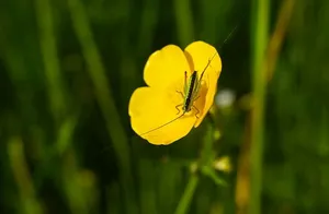 绿色，蚱蜢，黄色，花，昆虫，动物，无脊椎动物，触角