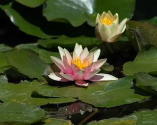 粉色，白色，睡莲，盛开，夏天，花朵，睡莲，水