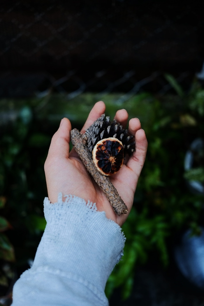 手持松果的人的手