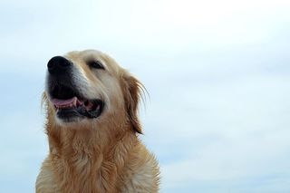 法国，博尼法西奥，狗，金，风，海，一只动物，狗