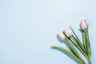 明亮的郁金香蓝色照片