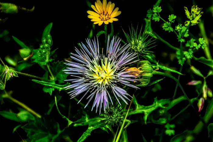 自然, 植物, 花, 夏天, 叶, 花园, 生动, 颜色