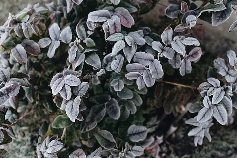 被霜冻覆盖的树叶的细节 被霜冻覆盖的树叶的细节