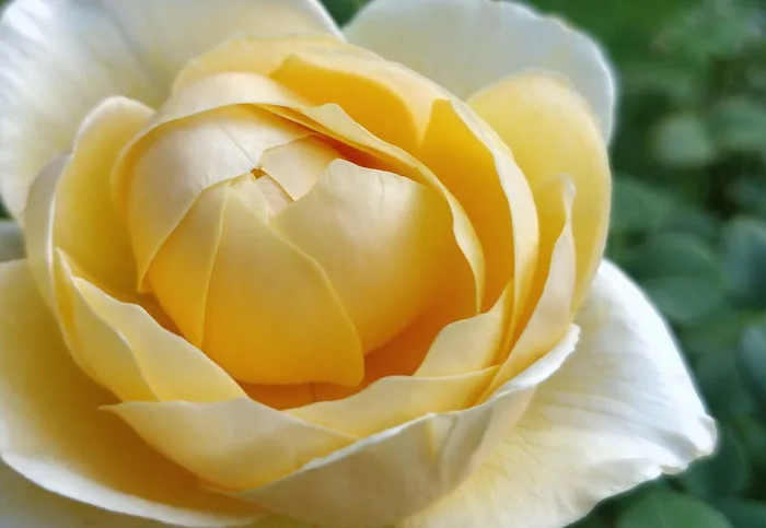 开花，开花，黄色，玫瑰，宏，花，开花植物，新鲜度