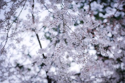 日本,滨松,花头,花朵,樱花,禅宗,魔术师,春天 日本,滨松,花头,花朵,樱花,禅宗,魔术师,春天