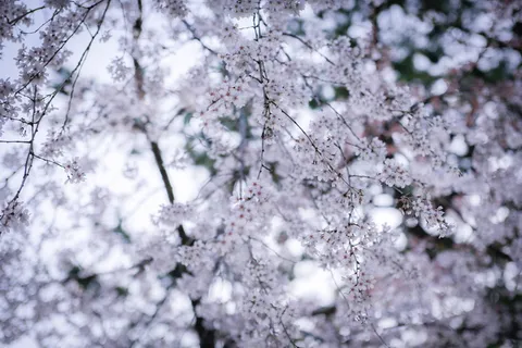 日本,滨松,花头,花朵,樱花,禅宗,魔术师,春天 日本,滨松,花头,花朵,樱花,禅宗,魔术师,春天