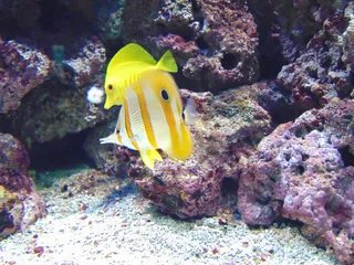 鱼, 动物, 水, 水族馆, 海洋, 自然, 黄色, 水下