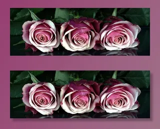 三朵白色和粉色的玫瑰，玫瑰，花朵，玫瑰花，浪漫，爱情，芬芳，植物