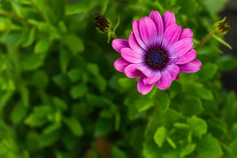 雏菊,非洲雏菊,宏,花,紫罗兰,绿色,自然,植物 雏菊,非洲雏菊,宏,花,紫罗兰,绿色,自然,植物