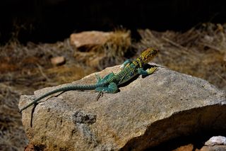 石头上的绿色和棕色蜥蜴