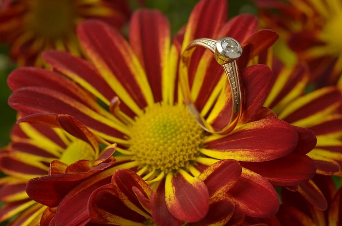 chrysantéma，花朵，美丽，浪漫，美丽，花朵，花园，植物群