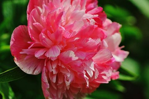 牡丹,花,粉红,开花,开花,粉红,开花,自然,接近 牡丹,花,粉红,开花,开花,粉红,开花,自然,接近