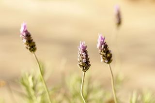 微距摄影，紫色，花卉，花卉，自然，植物，户外，花园
