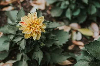 特写摄影，黄色，红色，大丽花，绿色，叶子，植物，自然