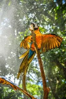 栖息在树枝上的黄鸟