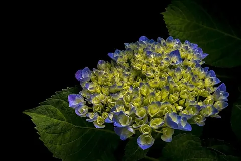 开花,开花,植物群,花,叶,自然,花瓣,植物 开花,开花,植物群,花,叶,自然,花瓣,植物
